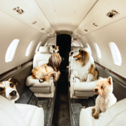 inside a plane from our exclusive charter flight services